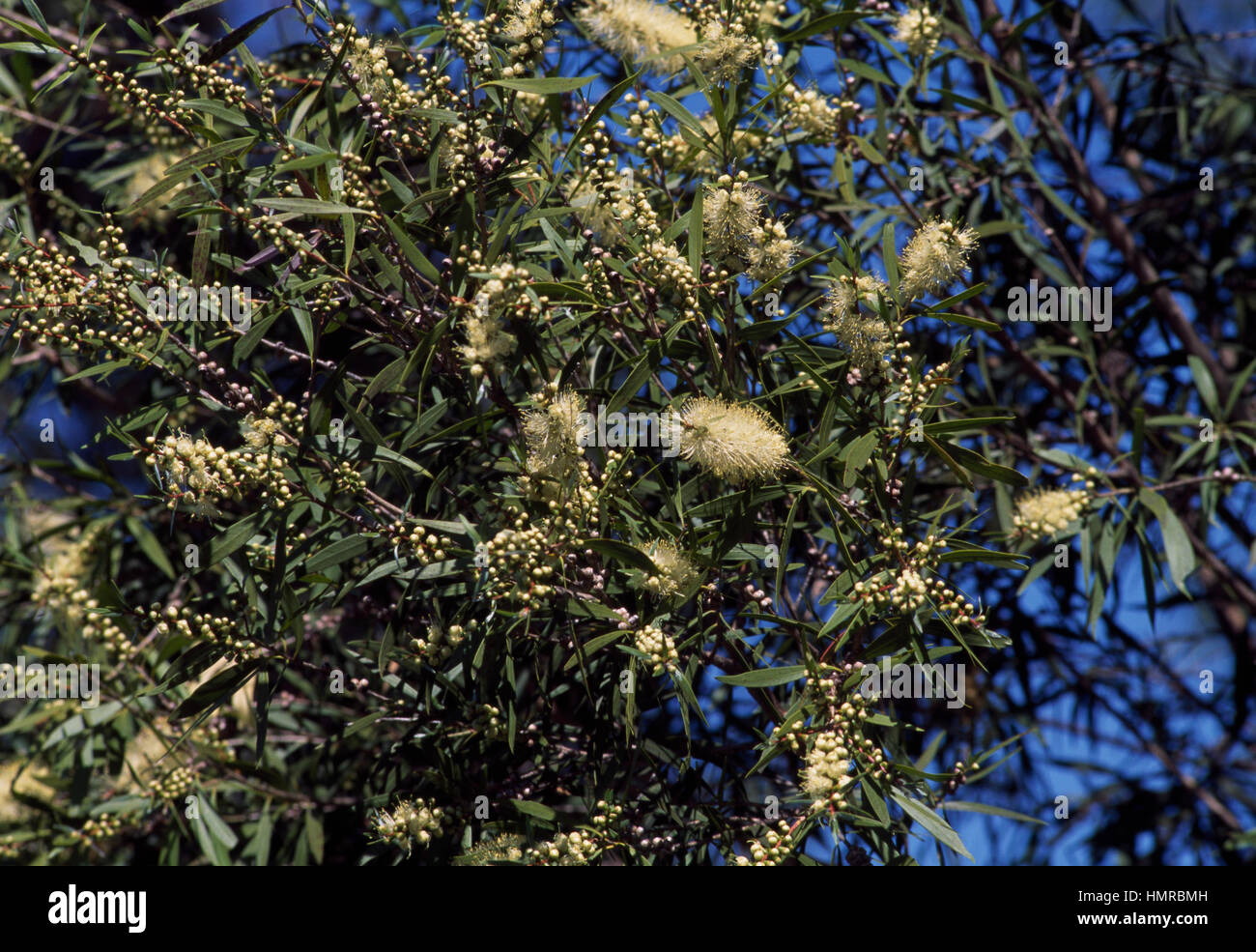 Scovolino da bottiglia (Callistemon formosus), Myrtaceae. Foto Stock