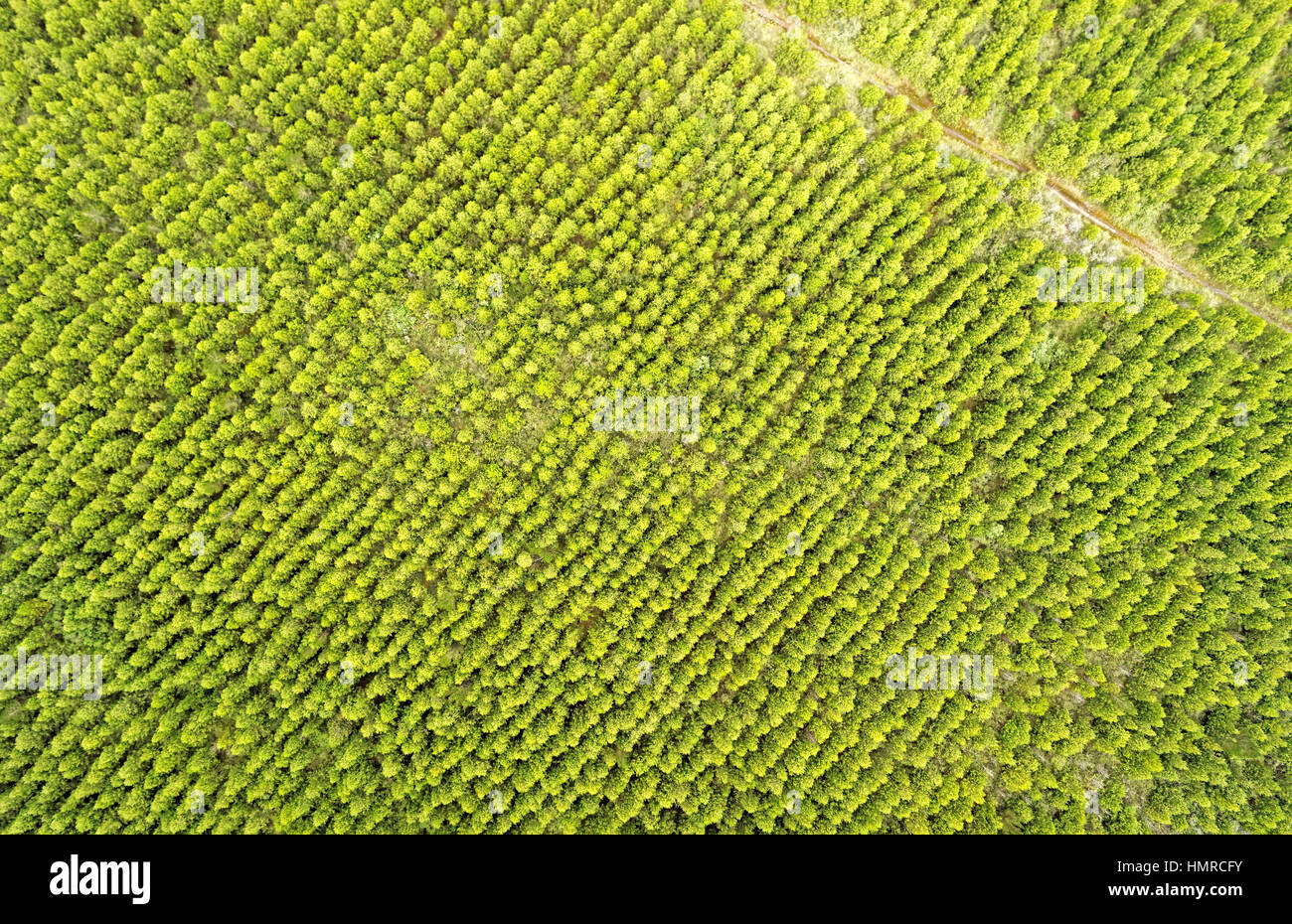 Area di riforestazione nel Parco Nazionale di Cotopaxi Ecuador antenna immagini fisse Foto Stock