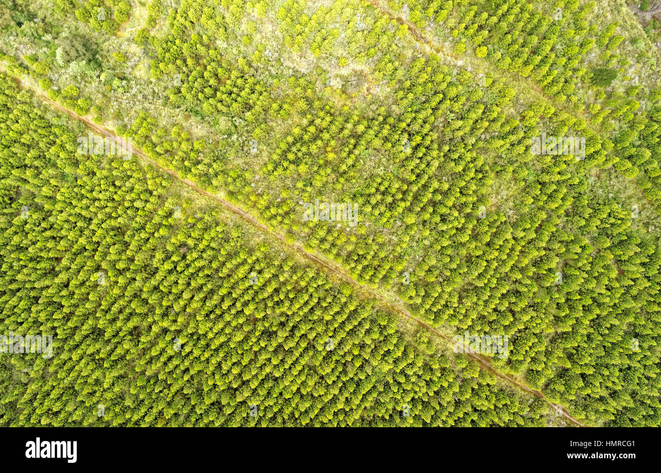 Area di riforestazione nel Parco Nazionale di Cotopaxi Ecuador antenna immagini fisse Foto Stock