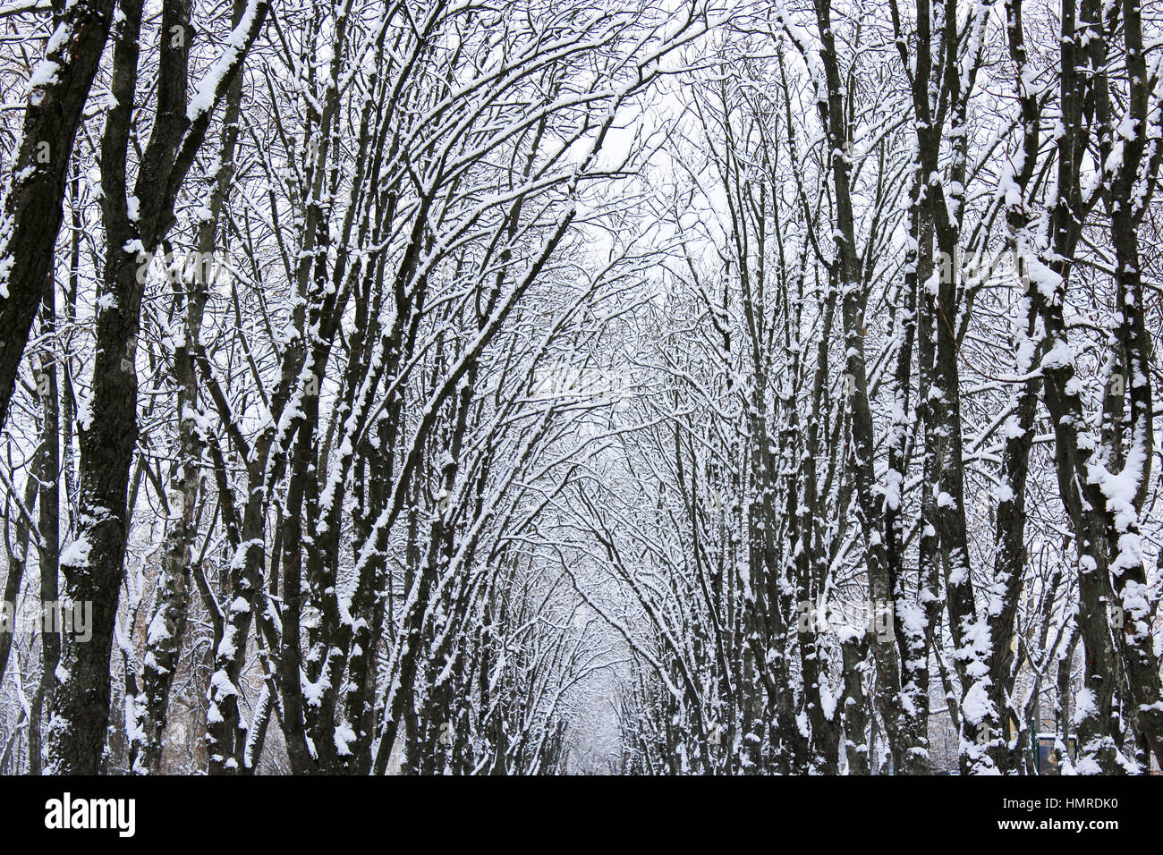 Inverno bellissimo parco con molti grandi innevate per alberi Foto Stock