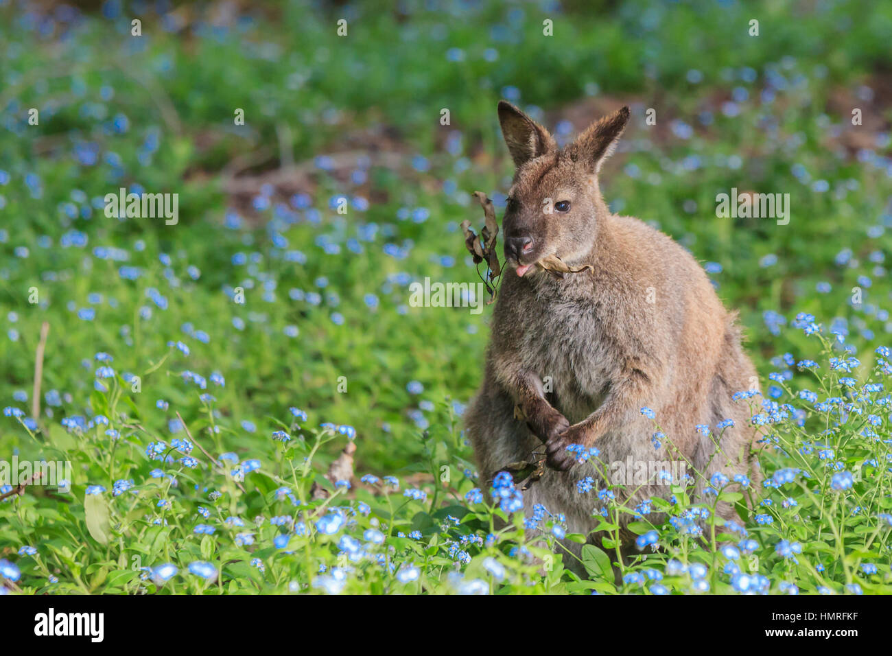 Il Bennett's wallaby di Adventure Bay, Bruny Island, Tasmania, Australia Foto Stock