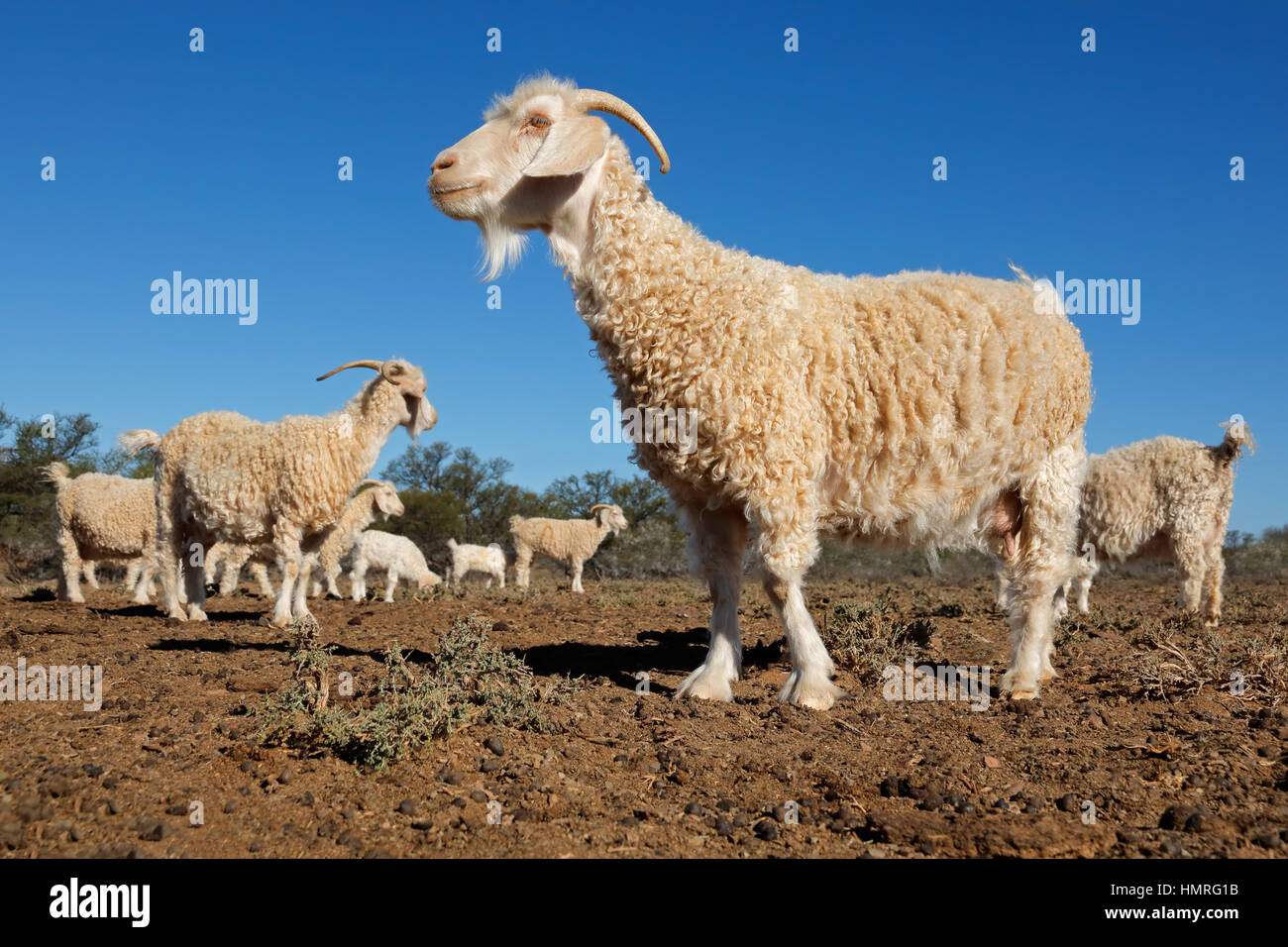 Capre angora su un territorio rurale africana di free-range farm Foto Stock
