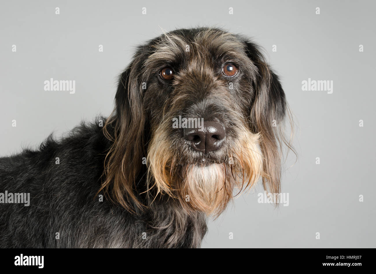 Maschio Labradoodle fotografato di fronte a uno sfondo grigio, Regno Unito. Foto Stock