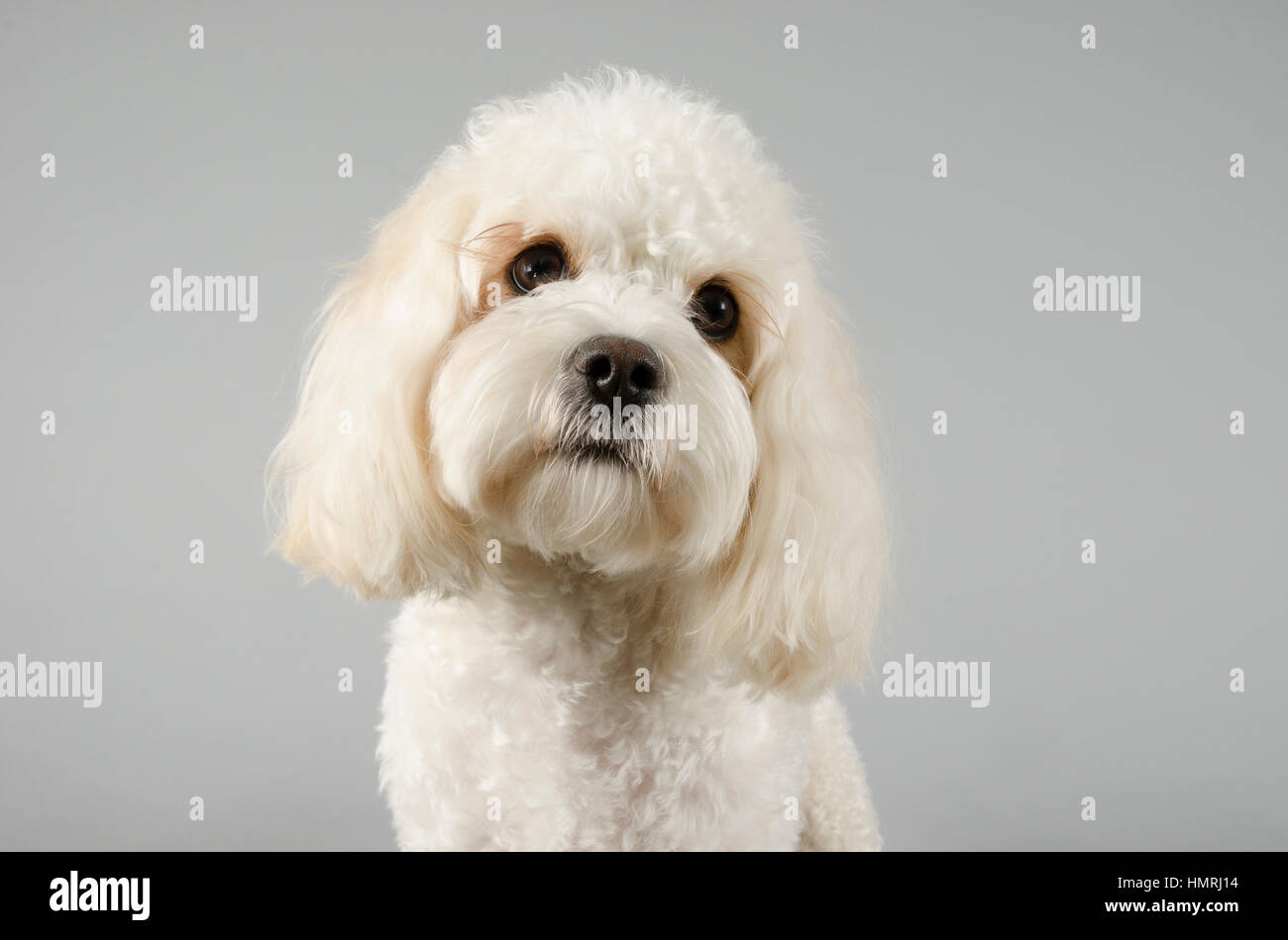 Cavachon (Cavalier King Charles Spaniel e Bichon Frise cross), Regno Unito. Foto Stock