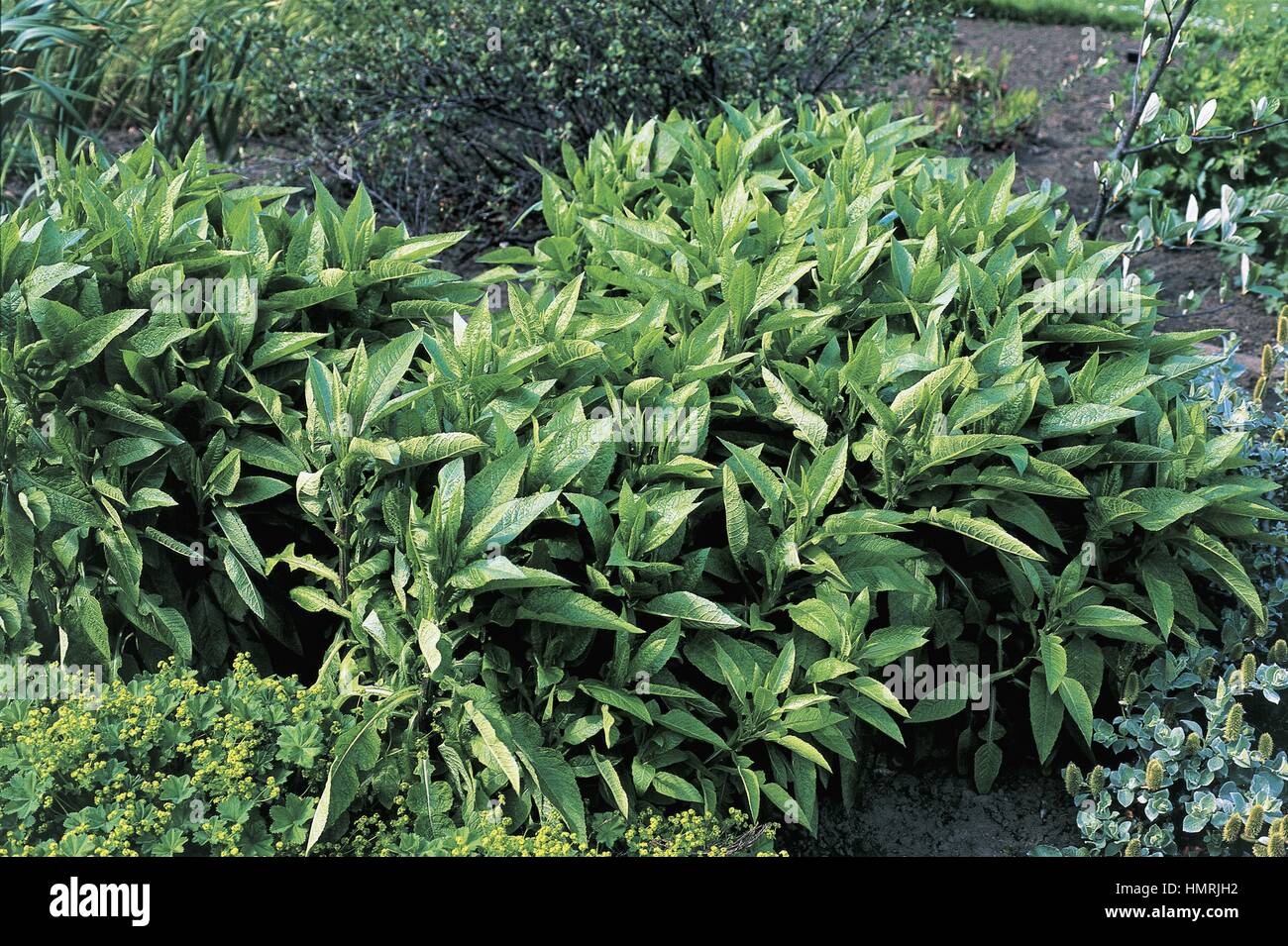 Botanica - Asteraceae. Alpine blu-sow-thistle (Cicerbita alpina) Foto Stock
