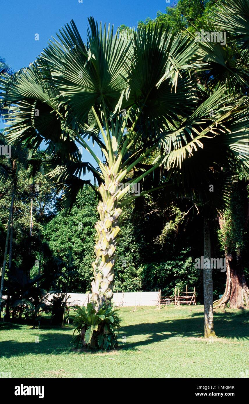Talipot Palm (Corypha umbraculifera), Arecaceae. Foto Stock
