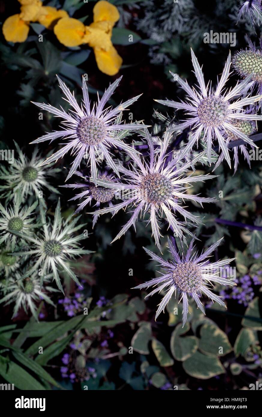 Eryngium x zabelii Jos Eijking, Apiaceae. Foto Stock