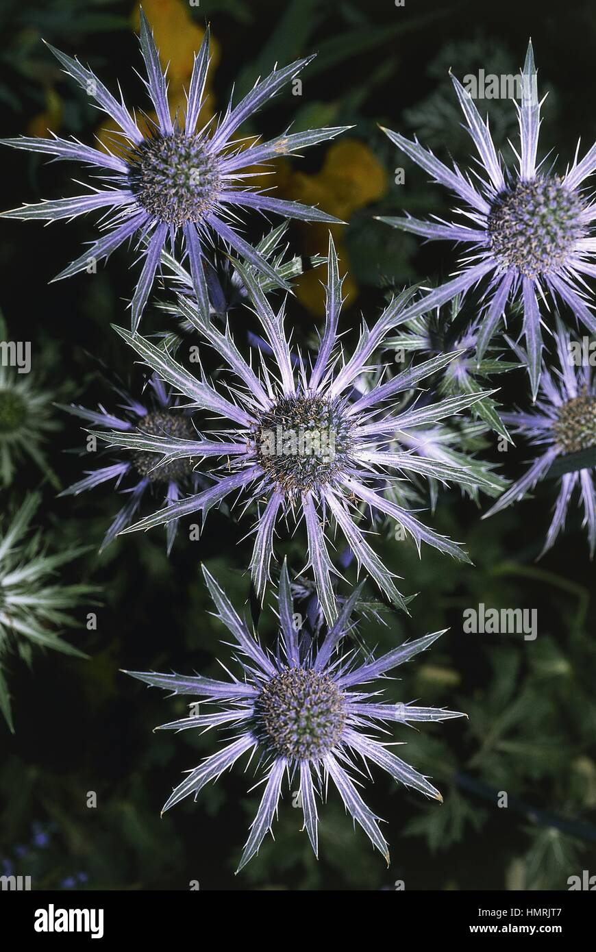 Botanica - Apiaceae. Eryngo (Eryngium jos eijking) Foto Stock