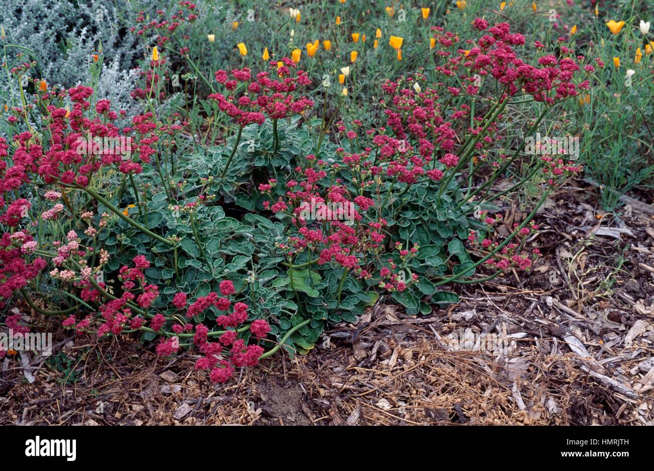 Mare del grano saraceno o la costa del grano saraceno (Eriogonum latifolium Grande Rubescens), poligonacee. Foto Stock