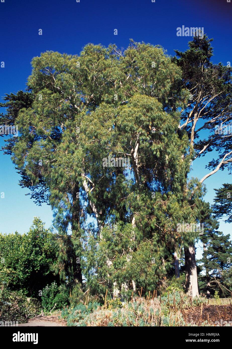 Manna Gum (Eucalyptus viminalis), Myrtaceae. Foto Stock