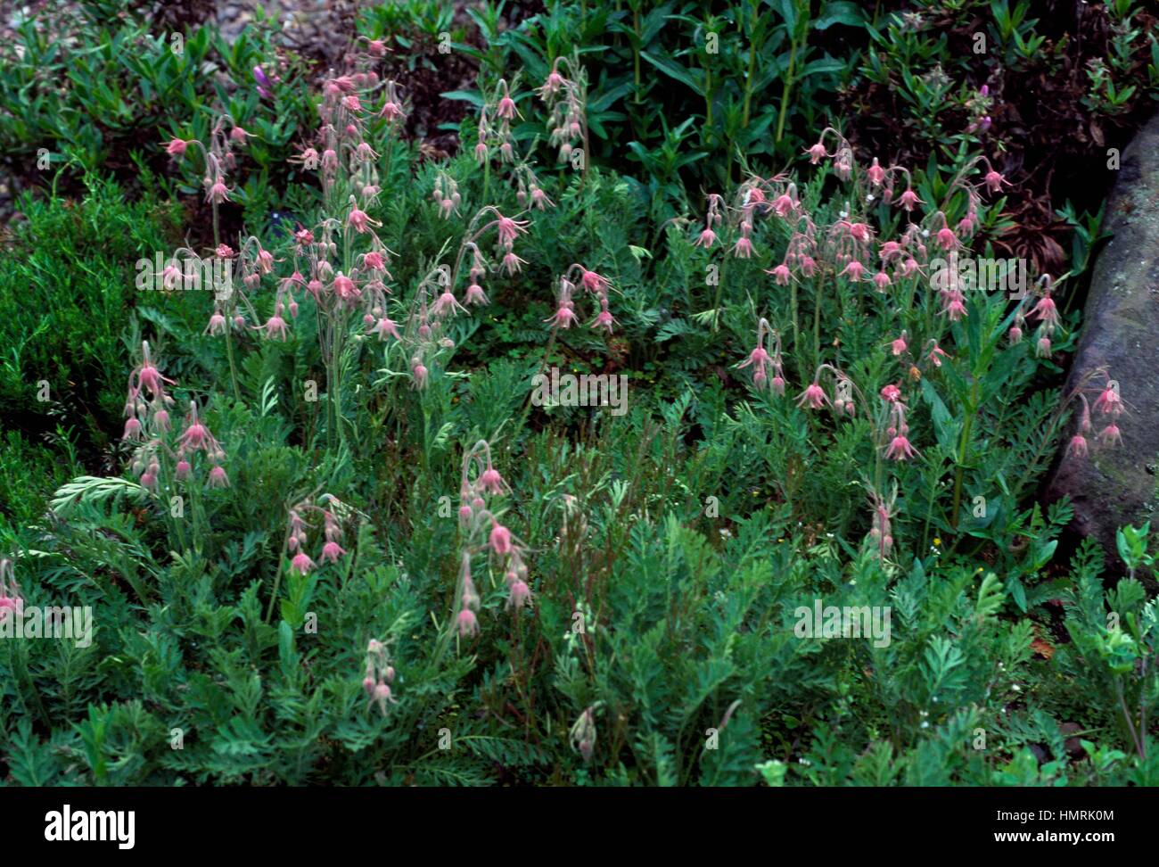 Old Man's whiskers in bloom (Geum triflorum), rosacee. Foto Stock