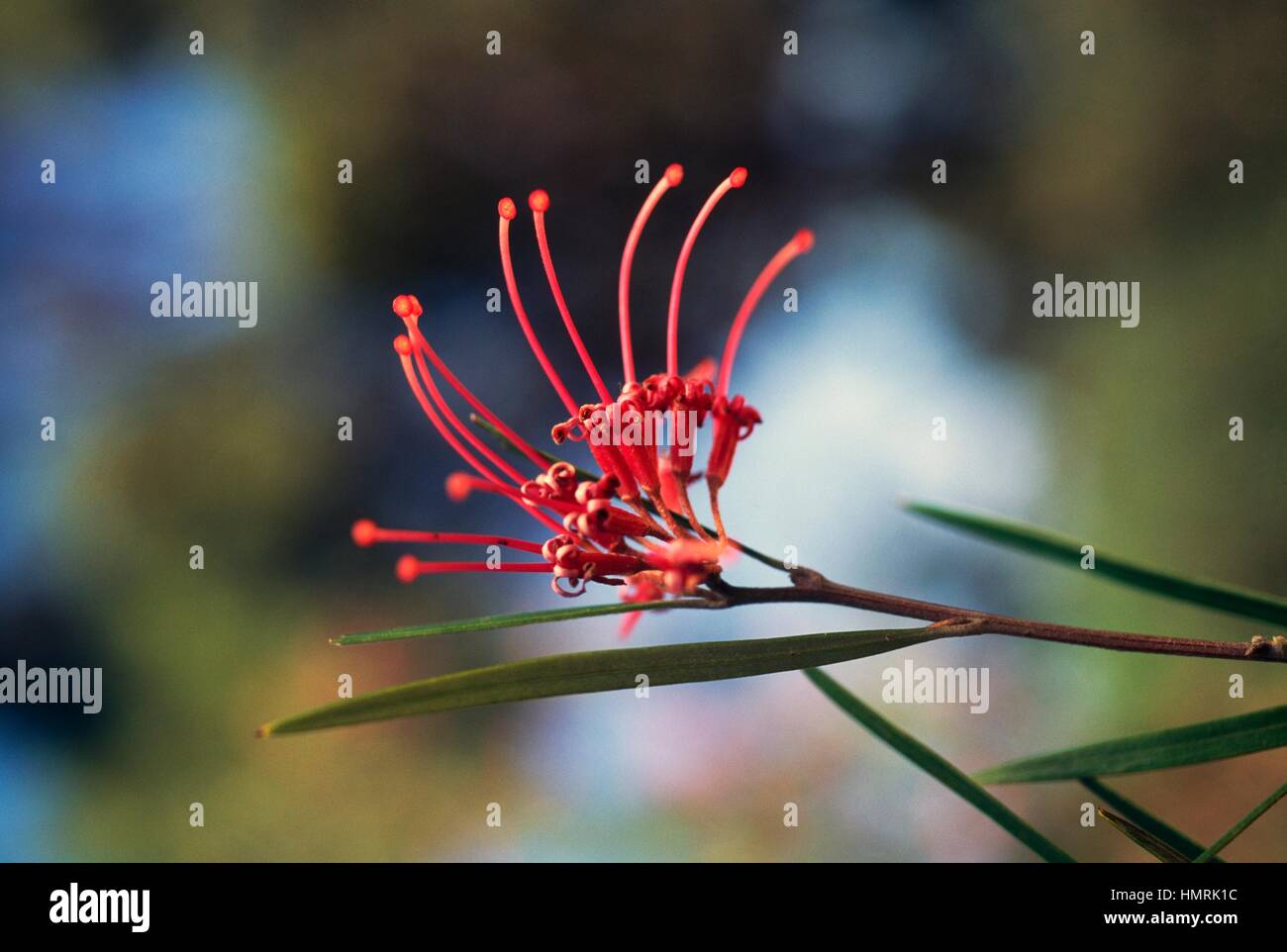 Grevillea oleoides immagini e fotografie stock ad alta risoluzione - Alamy