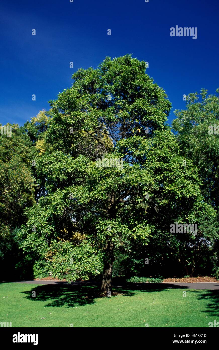 Bianco Yiel Yiel o Bianco Rovere Seta (Grevillea hilliana), Proteaceae. Foto Stock