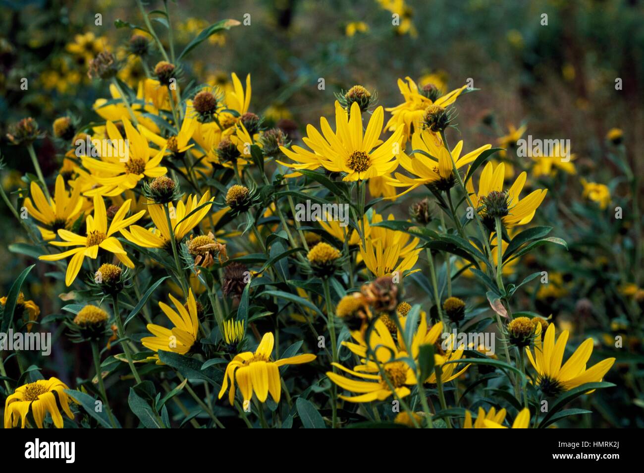 Massimiliano girasole (Helianthus maximiliani), Asteraceae. Foto Stock