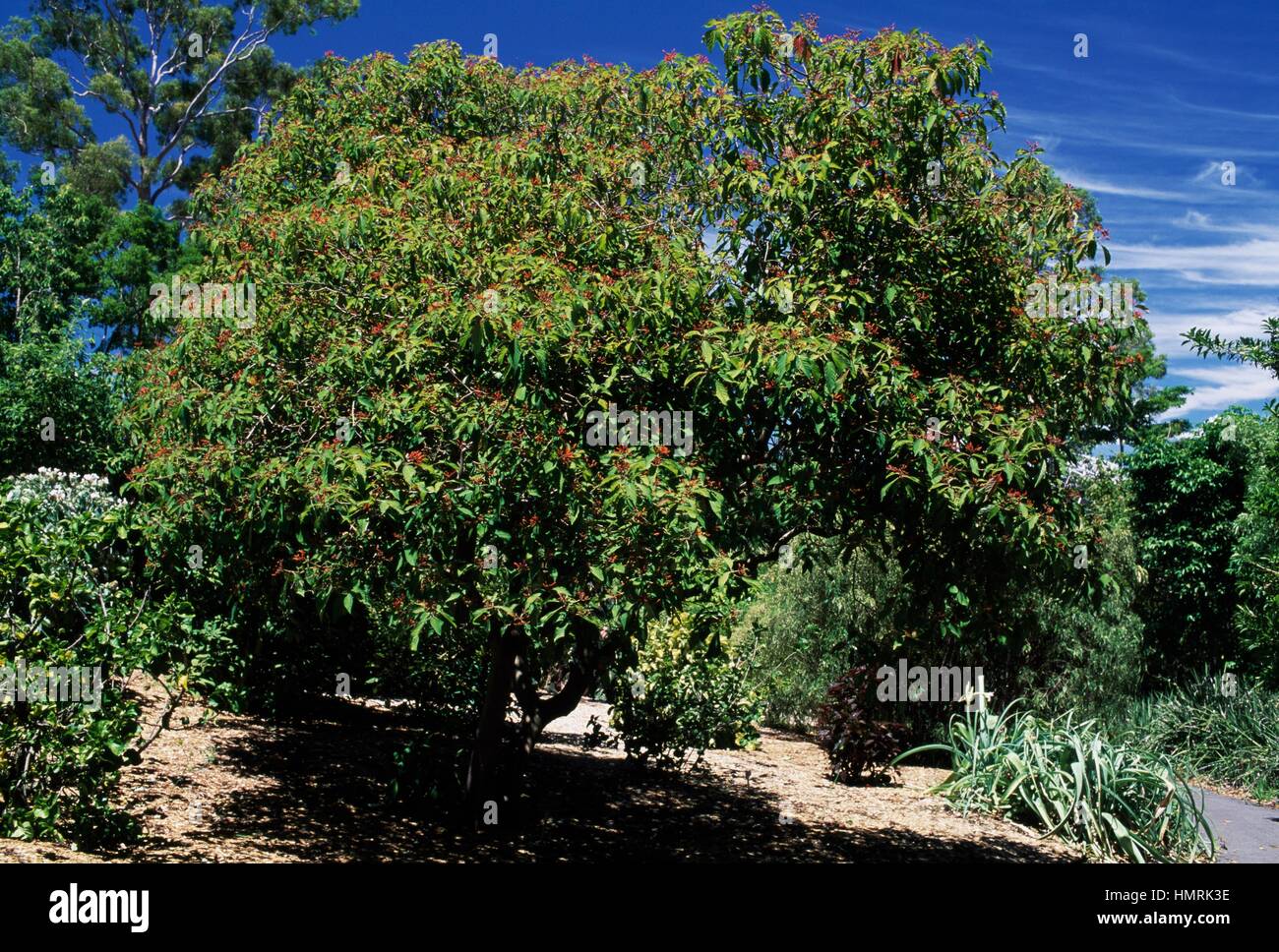 Fire Bush (Hamelia patens), Rubiaceae. Foto Stock