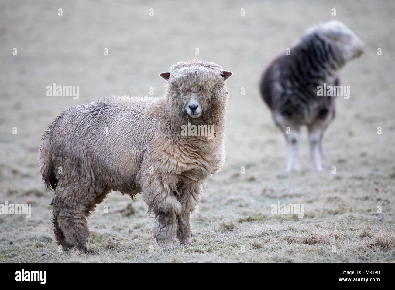Flintshire, Wales, Regno Unito. 5 febbraio, 2017. Meteo REGNO UNITO: pecore sfidando le condizioni di congelamento di questa mattina su Flintshire rurale con una massa di gelo e -1C nel villaggio di Nannerch © DGDImages/Alamy Live News Foto Stock
