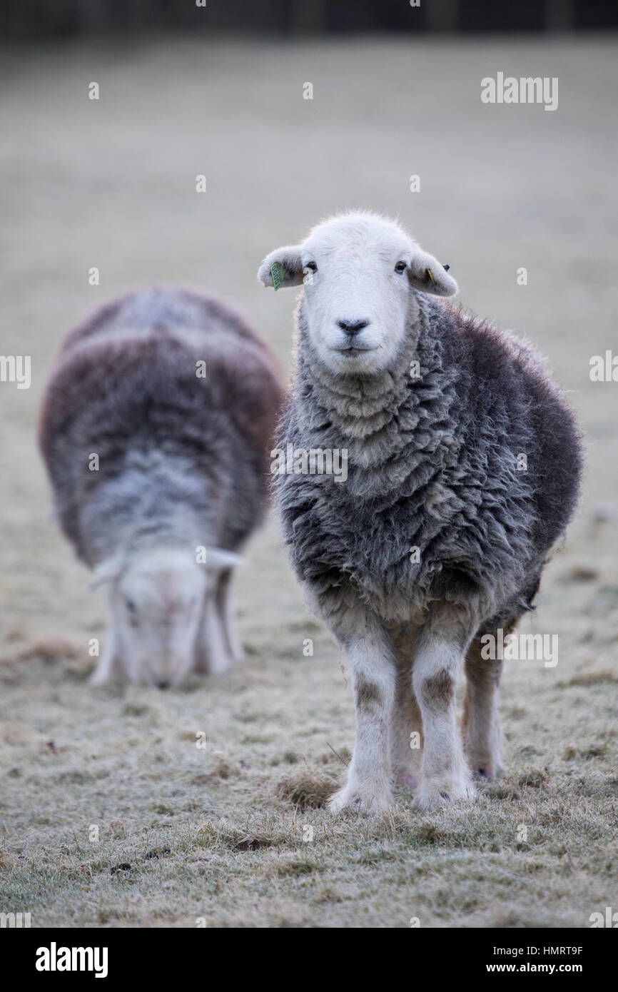 Flintshire, Wales, Regno Unito. 5 febbraio, 2017. Regno Unito: Meteo Herdwick pecore sfidando le condizioni di congelamento di questa mattina su Flintshire rurale con una massa di gelo e -1C nel villaggio di Nannerch, Flintshire © DGDImages/Alamy Live News Foto Stock