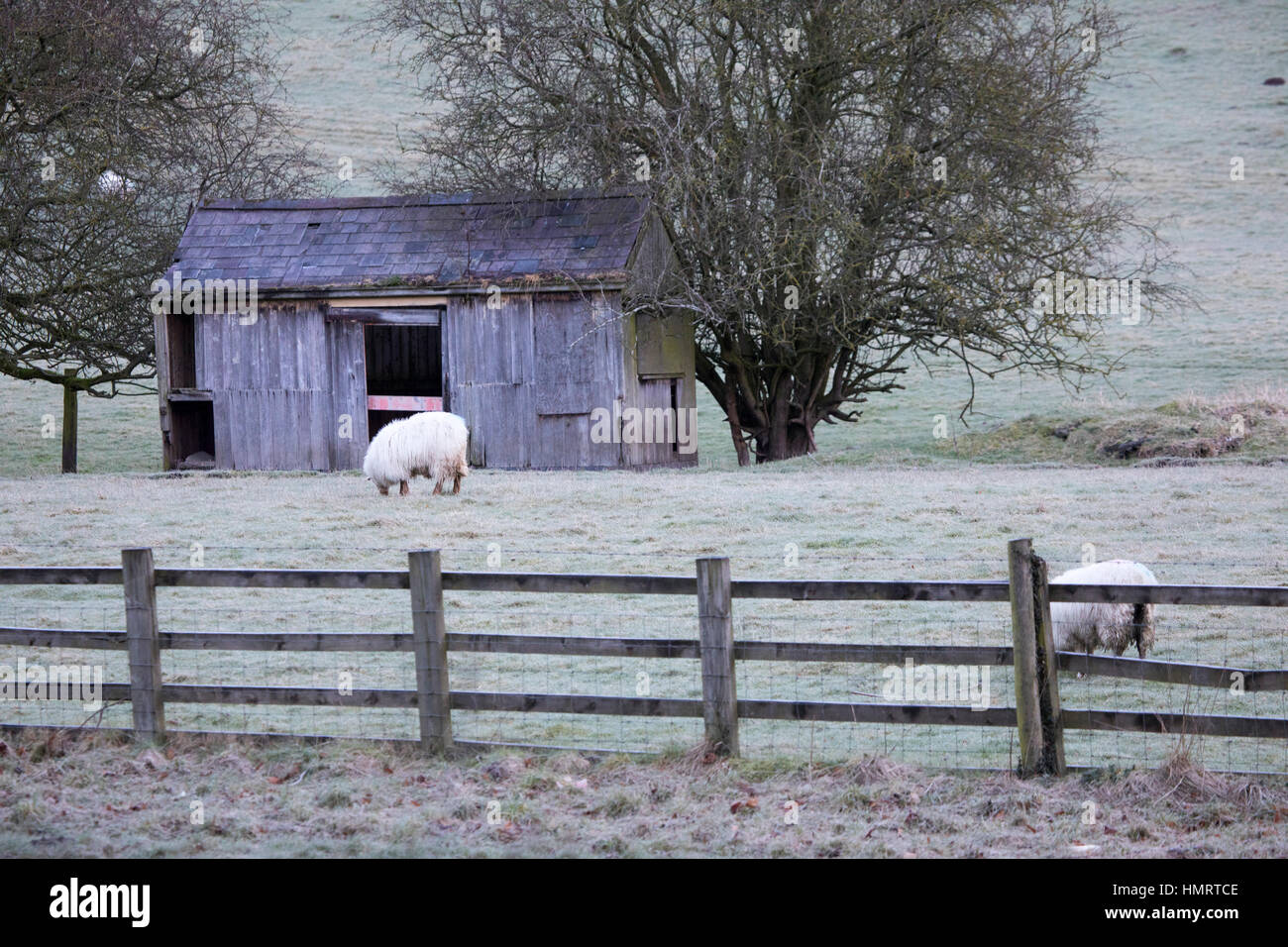 Pecore in un campo di congelamento il pascolo con una vecchia fattoria in legno sparso nel terreno indietro Foto Stock