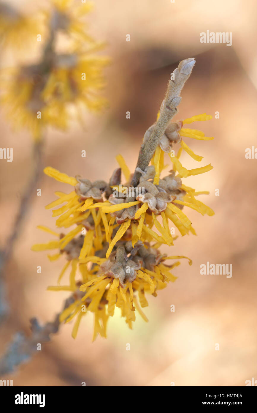 Hamamelis mollis 'Brevipetala' Foto Stock