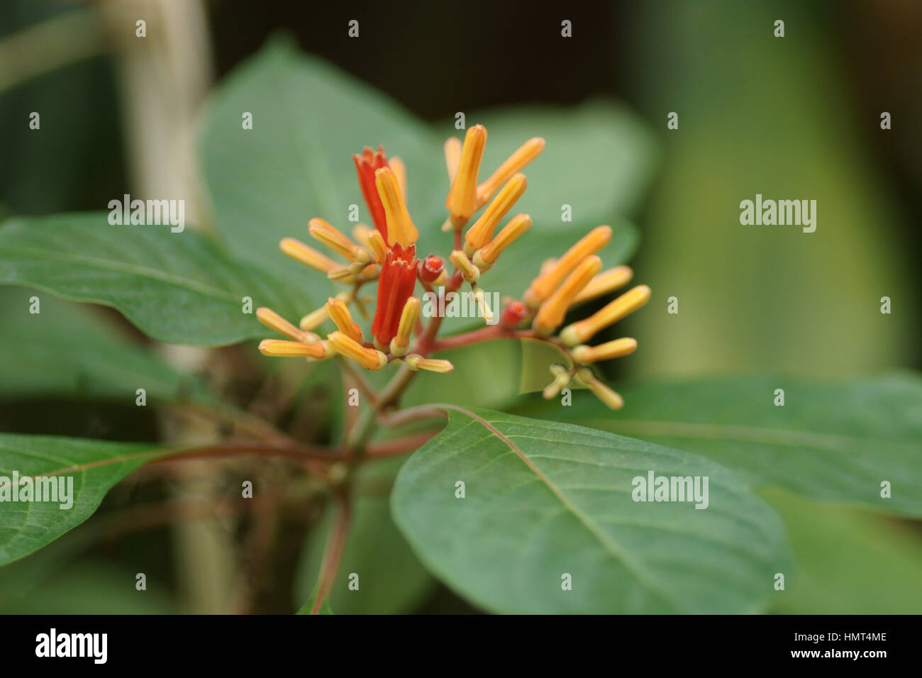 Hamelia patens Foto Stock