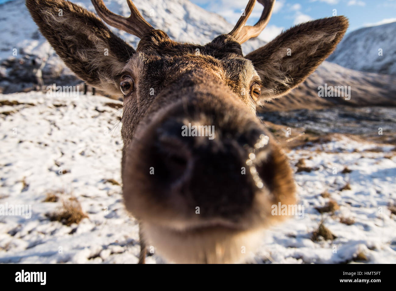 Red Deer Stag Gen Etive Scozia Scotland Foto Stock