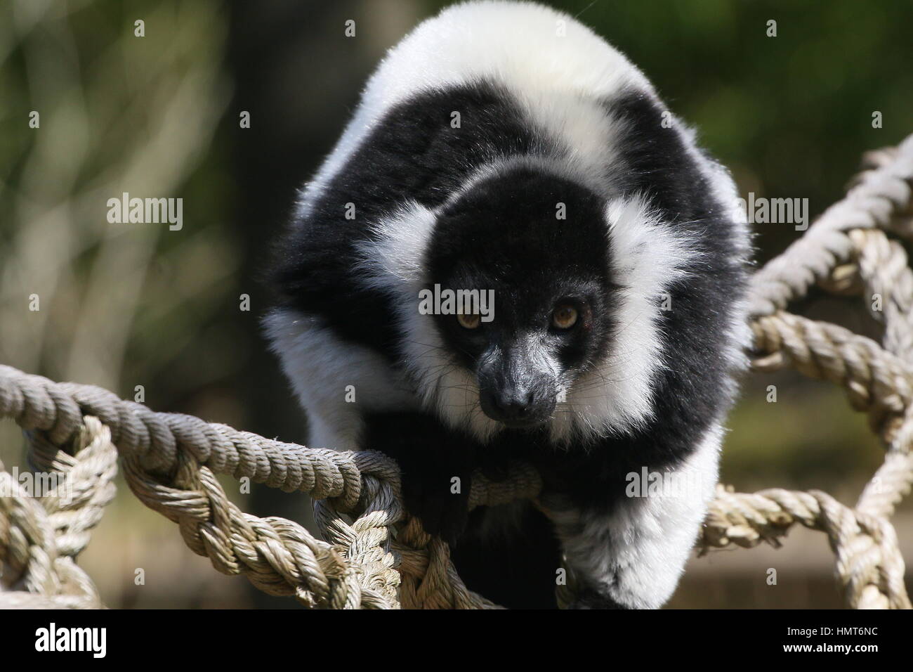 Madagascan bianco e nero lemure ruffed (Varecia variegata), rivolta verso la telecamera. Foto Stock