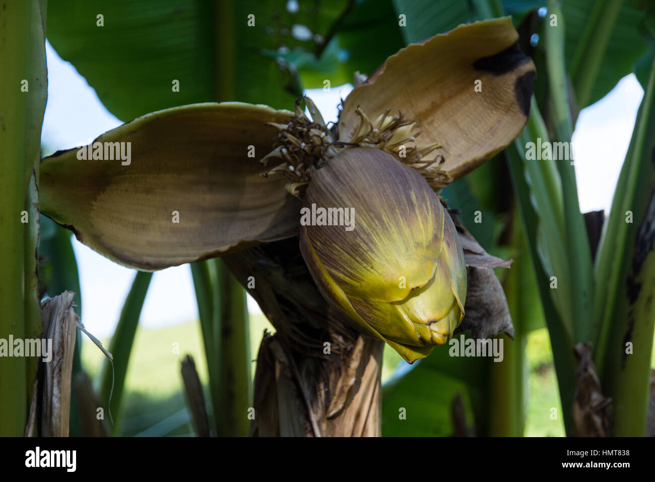 Hardy Banana fioritura NEL REGNO UNITO (Musa Basjoo) Foto Stock
