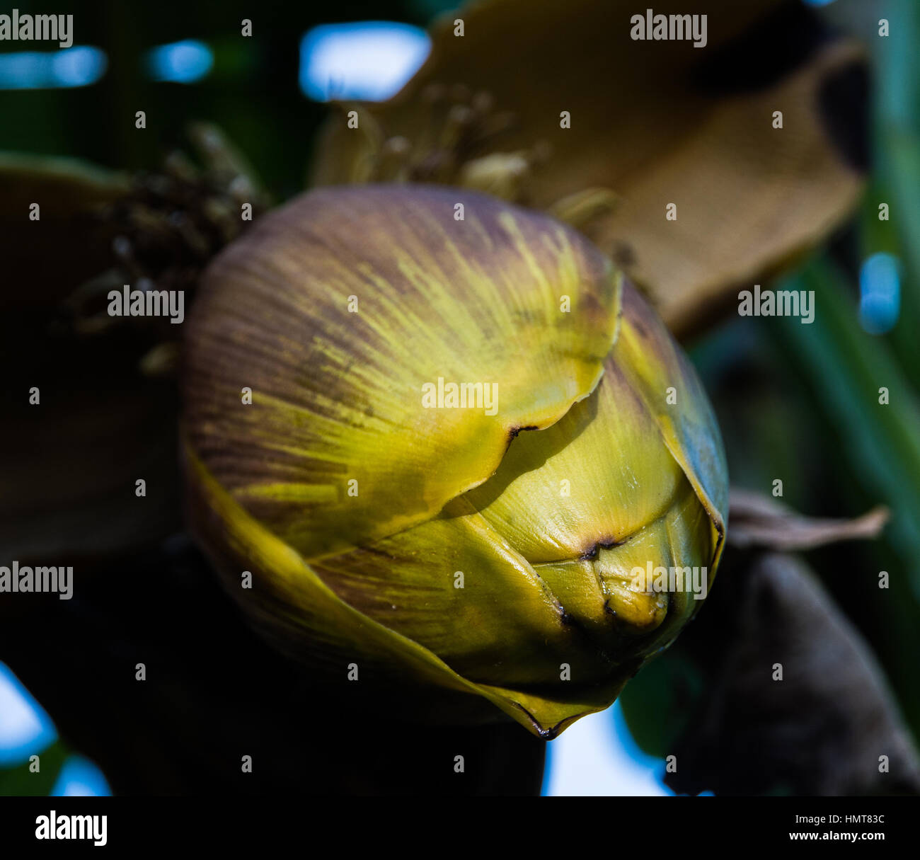 Hardy Banana fioritura NEL REGNO UNITO (Musa Basjoo) Foto Stock