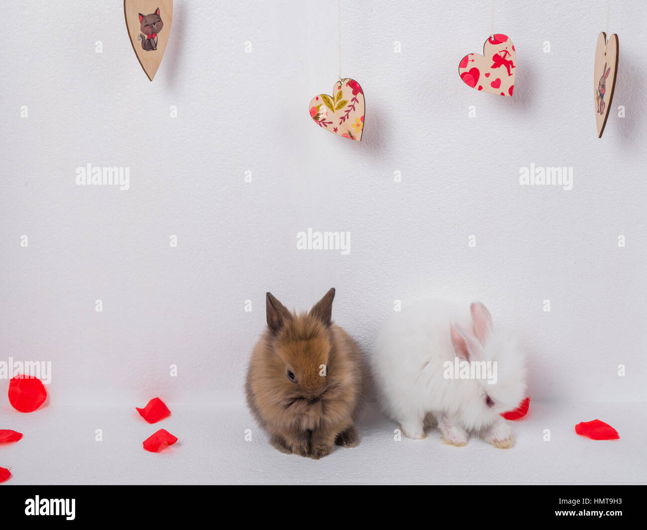 Due adorabili coniglio su sfondo bianco Foto Stock
