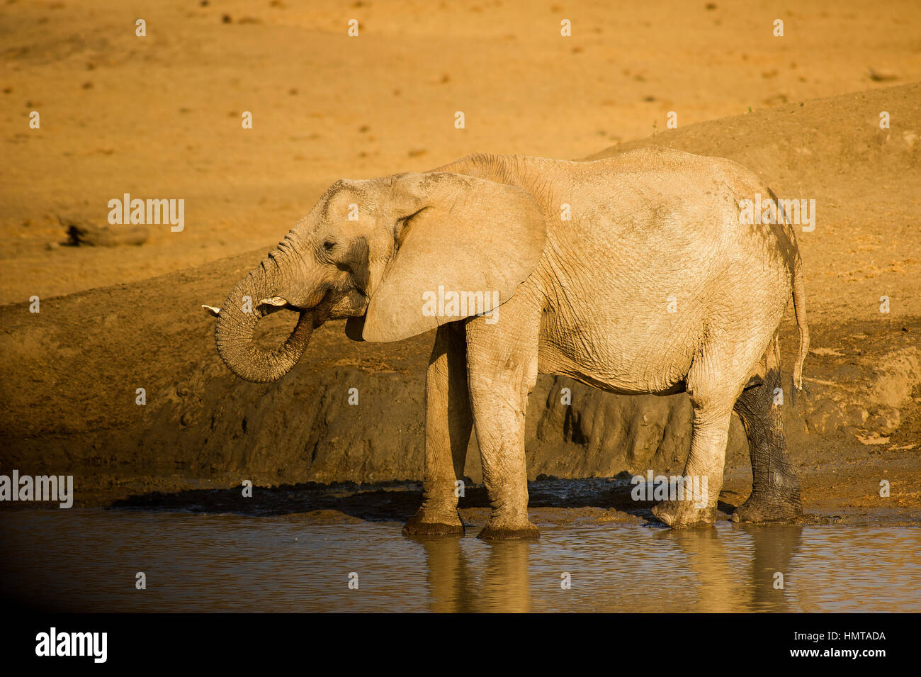 Elephant bere alla Madikwe Game Reserve, Sud Africa Foto Stock