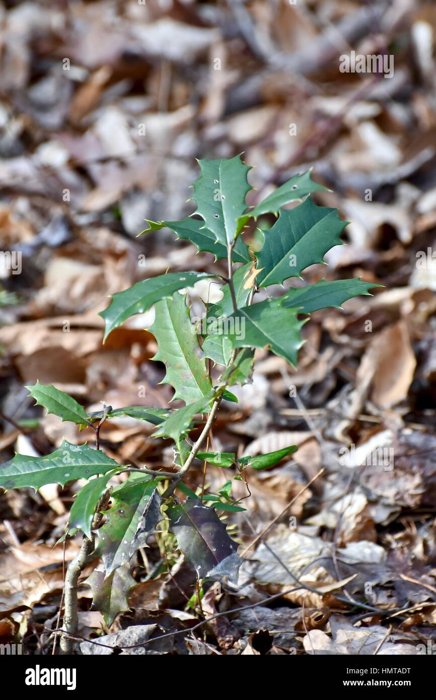 American holly impianto Foto Stock