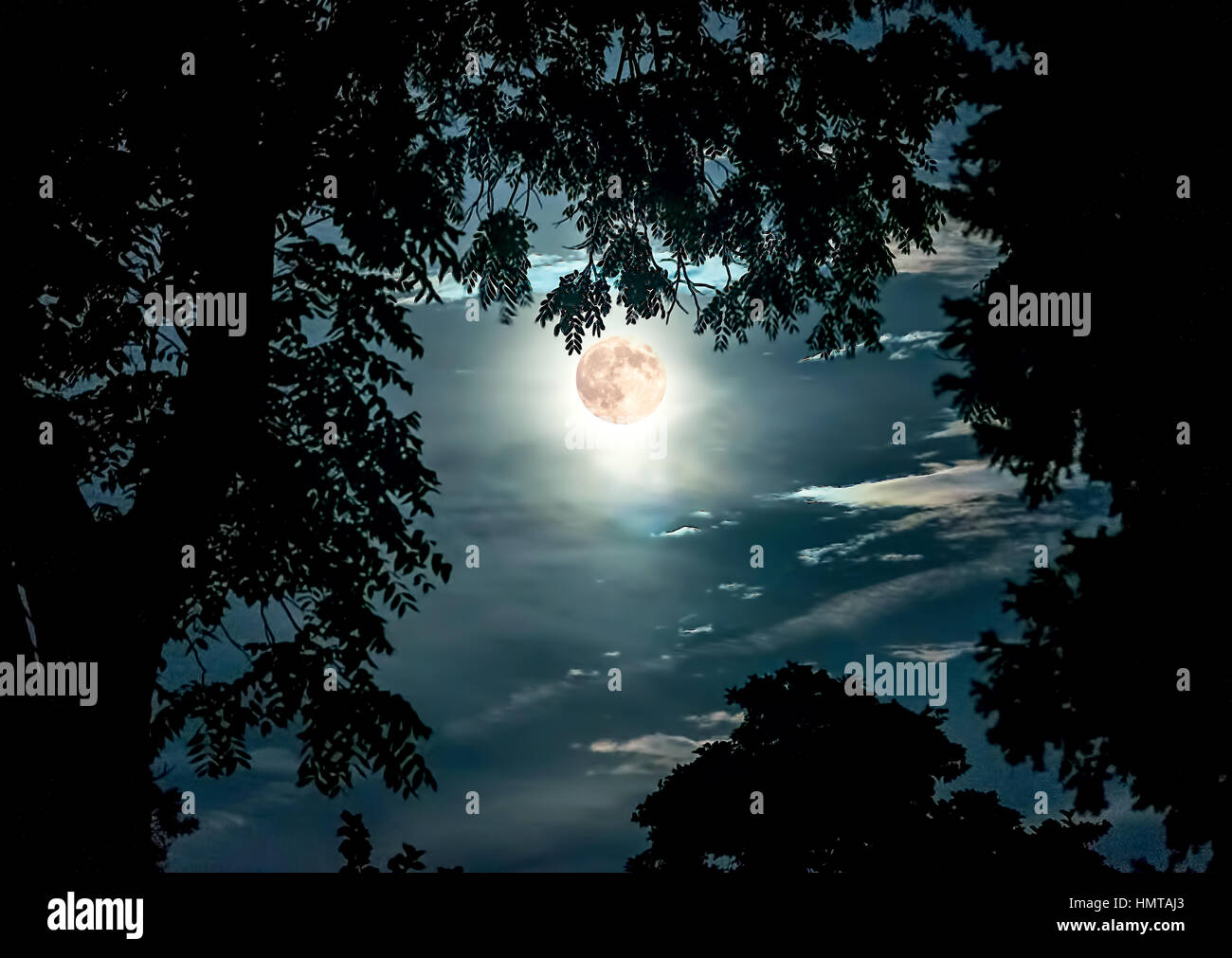 Super luna incorniciata da rami di alberi Foto Stock