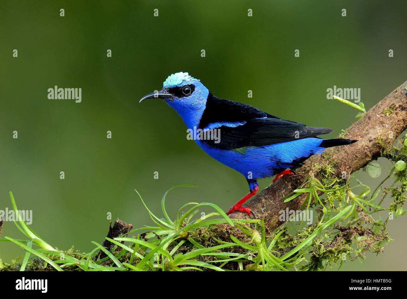 Red-gambe Honeycreeper in Costa Rica Rain Forest Foto Stock
