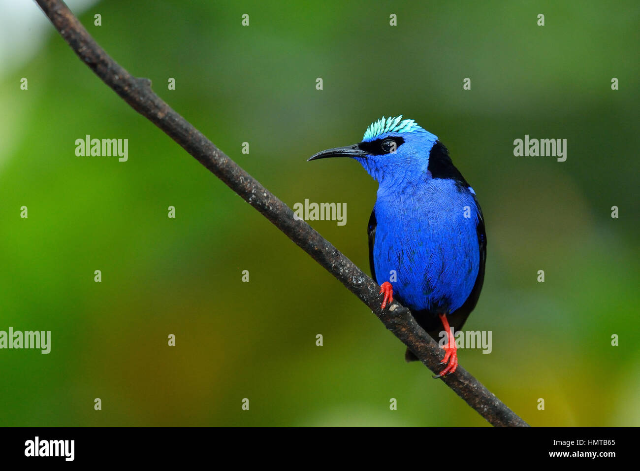Red-gambe Honeycreeper in Costa Rica Rain Forest Foto Stock