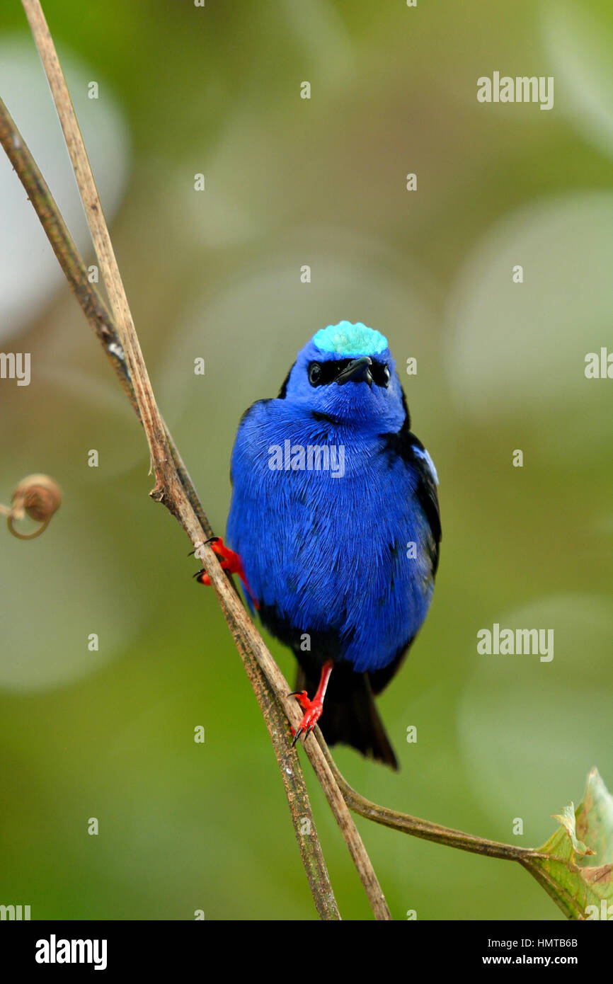 Red-gambe Honeycreeper in Costa Rica Rain Forest Foto Stock