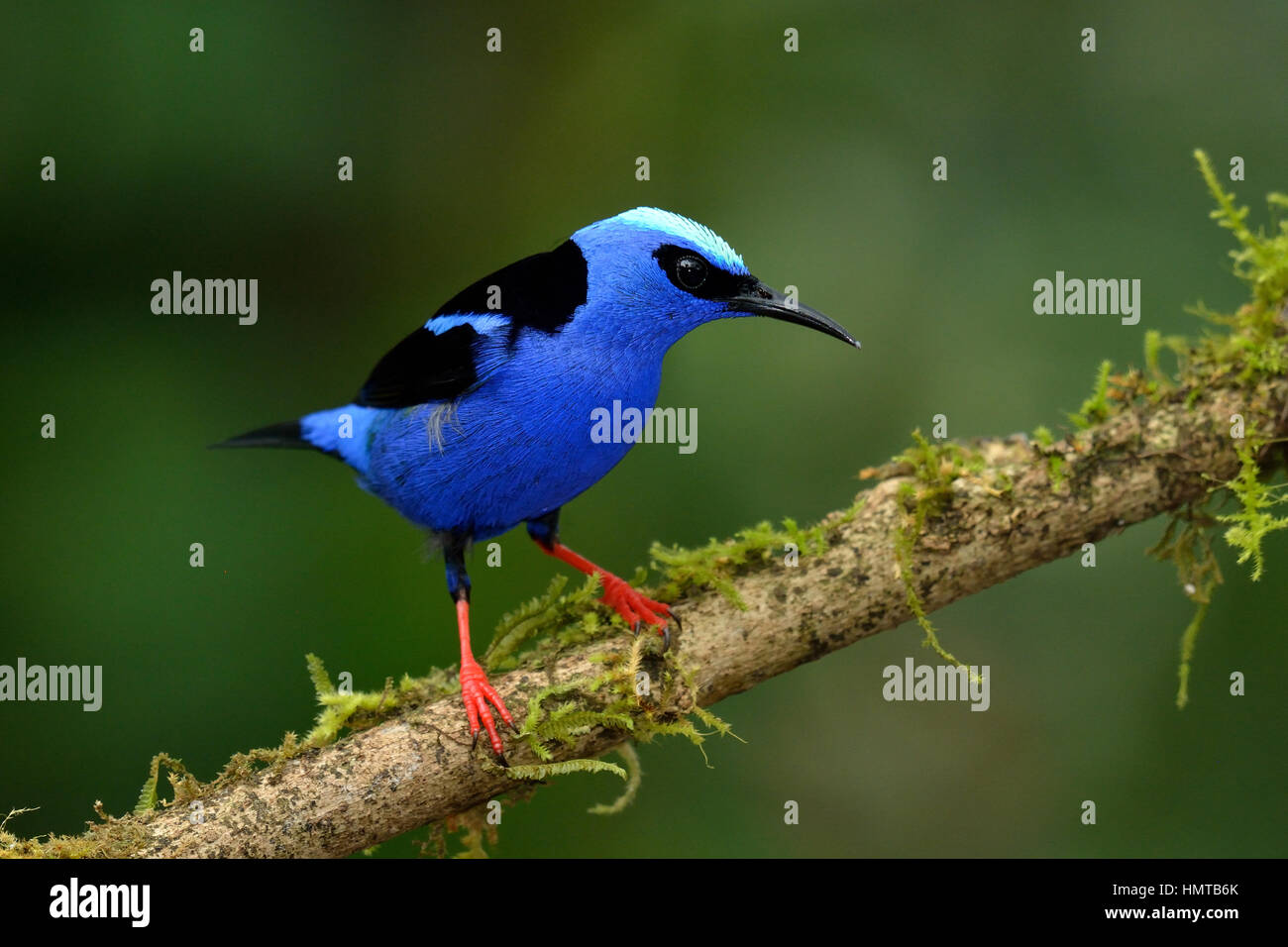 Red-gambe Honeycreeper in Costa Rica Rain Forest Foto Stock