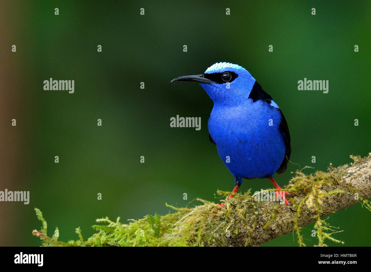 Red-gambe Honeycreeper in Costa Rica Rain Forest Foto Stock