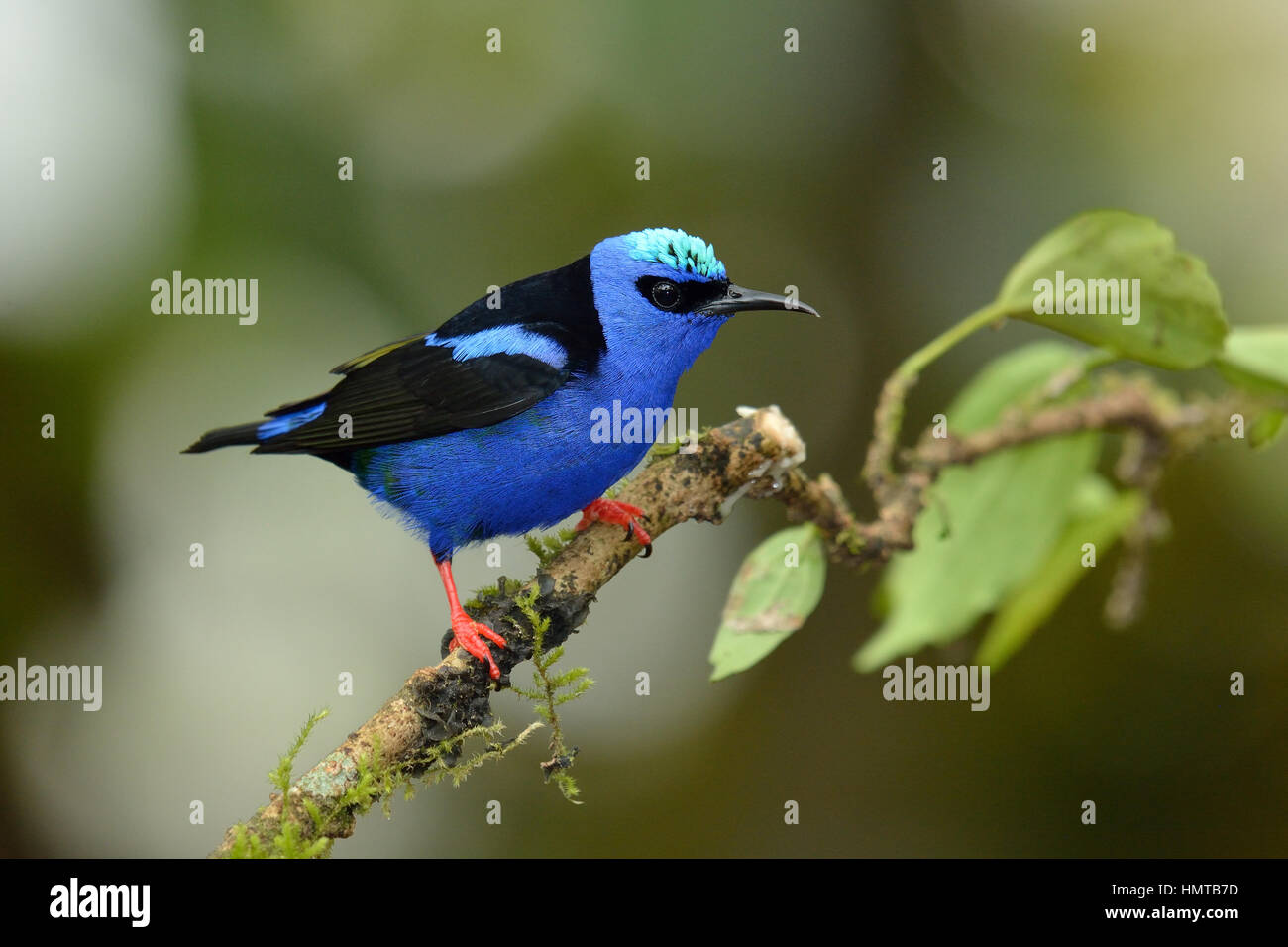 Red-gambe Honeycreeper in Costa Rica Rain Forest Foto Stock