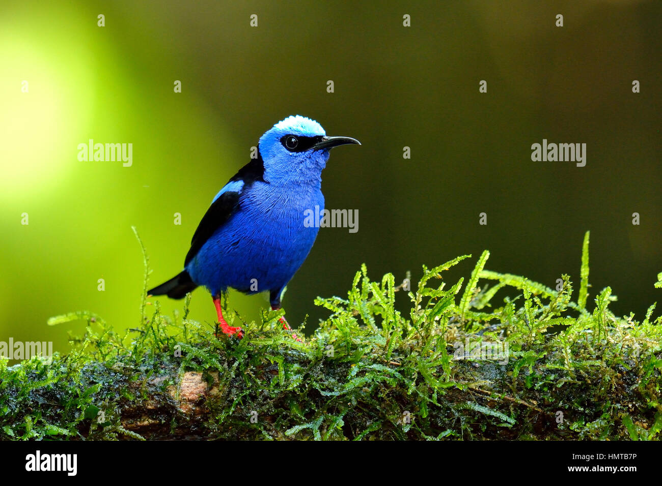 Red-gambe Honeycreeper in Costa Rica Rain Forest Foto Stock