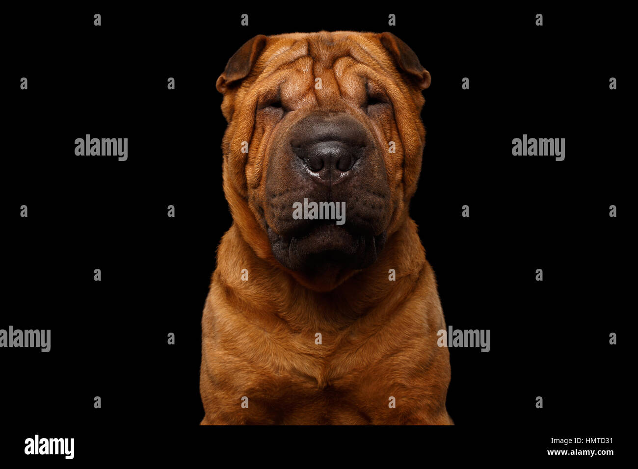 Cane Sharpei isolati su sfondo nero Foto Stock