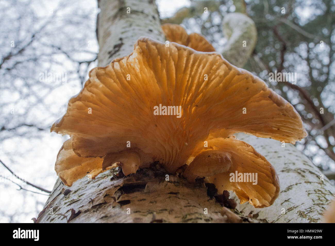 Orange funghi su argento betulla Foto Stock