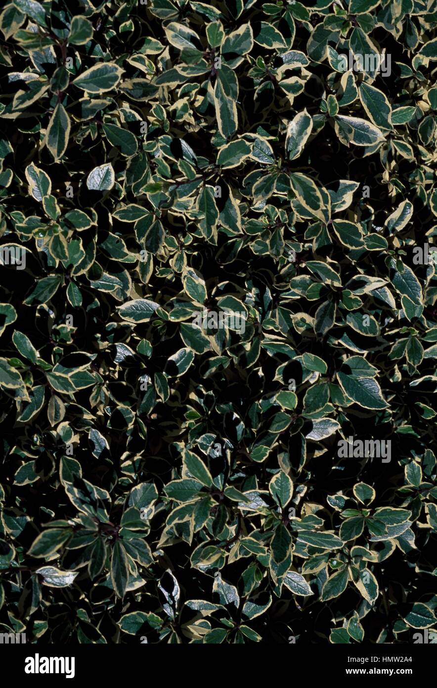 Frangola italiana o Mediterranea frangola (Rhamnus alaternus variegata), Rhamnaceae. Foto Stock