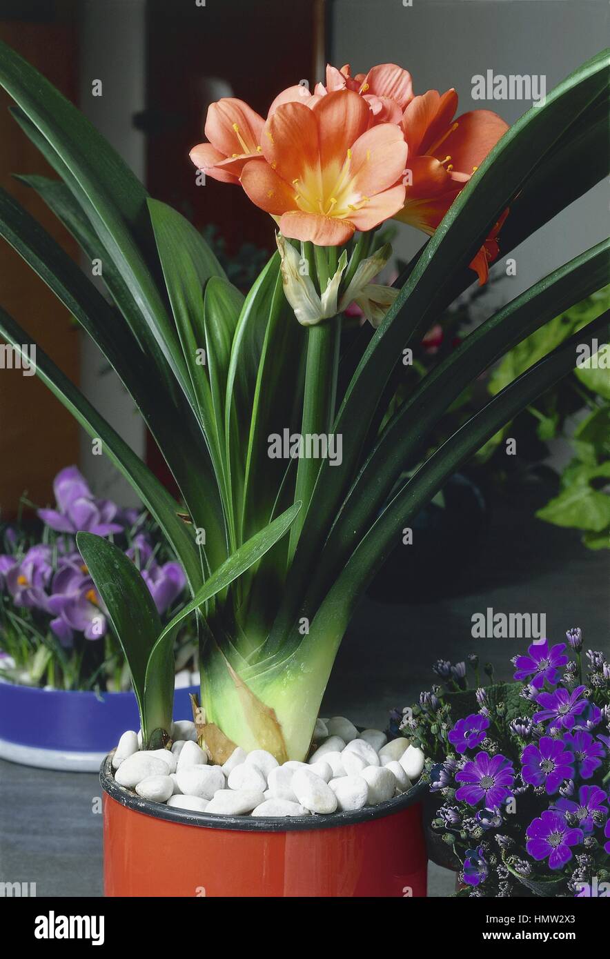 Houseplants - liliacee. A Kaffir lily (Clivia minata) Foto Stock