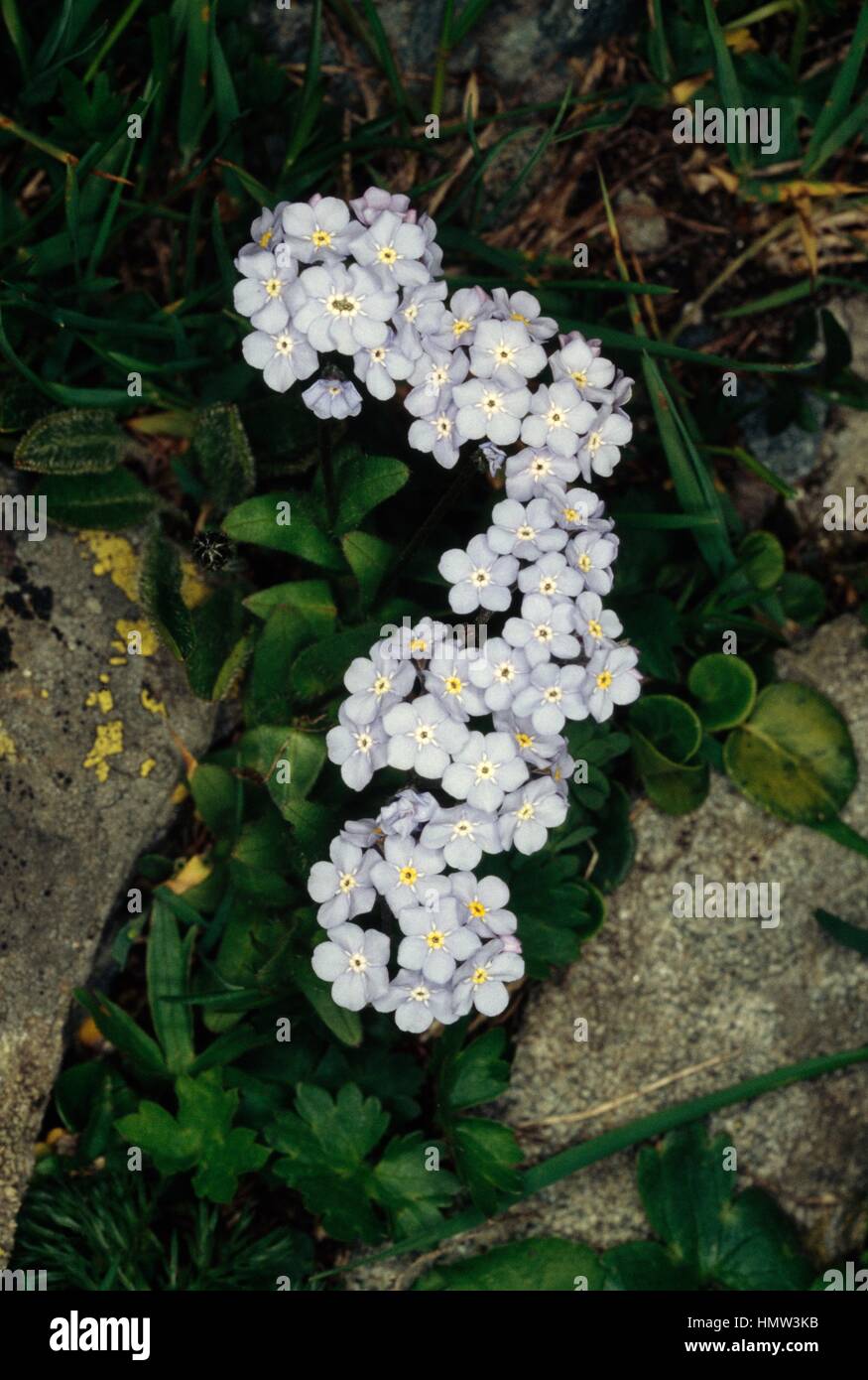 Dimenticare alpino-me-non (Myosotis alpestris), Boraginaceae. Foto Stock