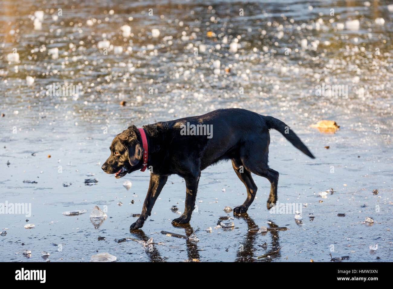 Il labrador nero con circospezione a piedi in superficie ghiacciata di Frensham Laghetto vicino a Farnham, Surrey, Regno Unito in una fredda giornata di gennaio Foto Stock