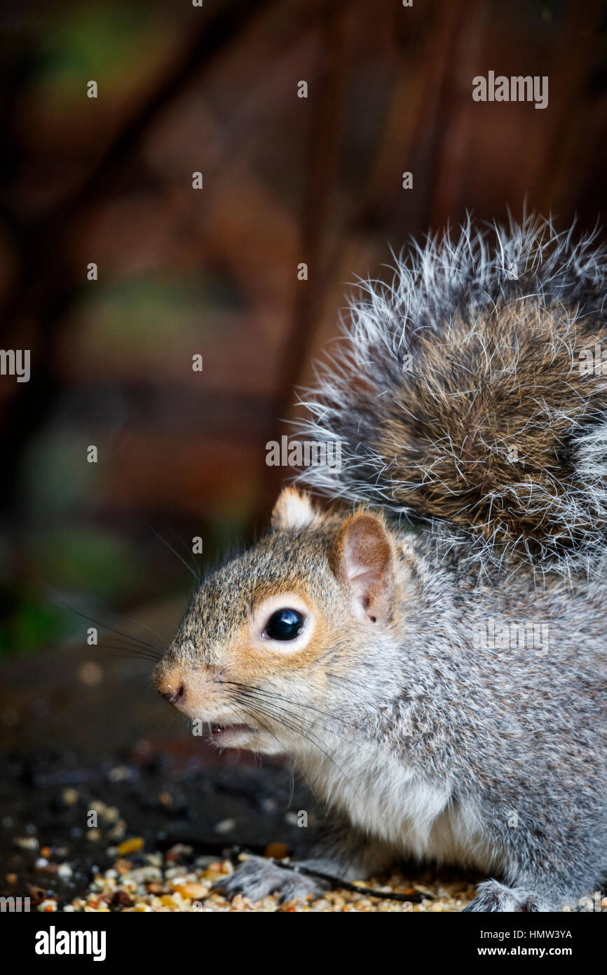 American scoiattolo grigio, Sciurus carolinensis, mangiare birdfood in un giardino inglese in inverno Foto Stock