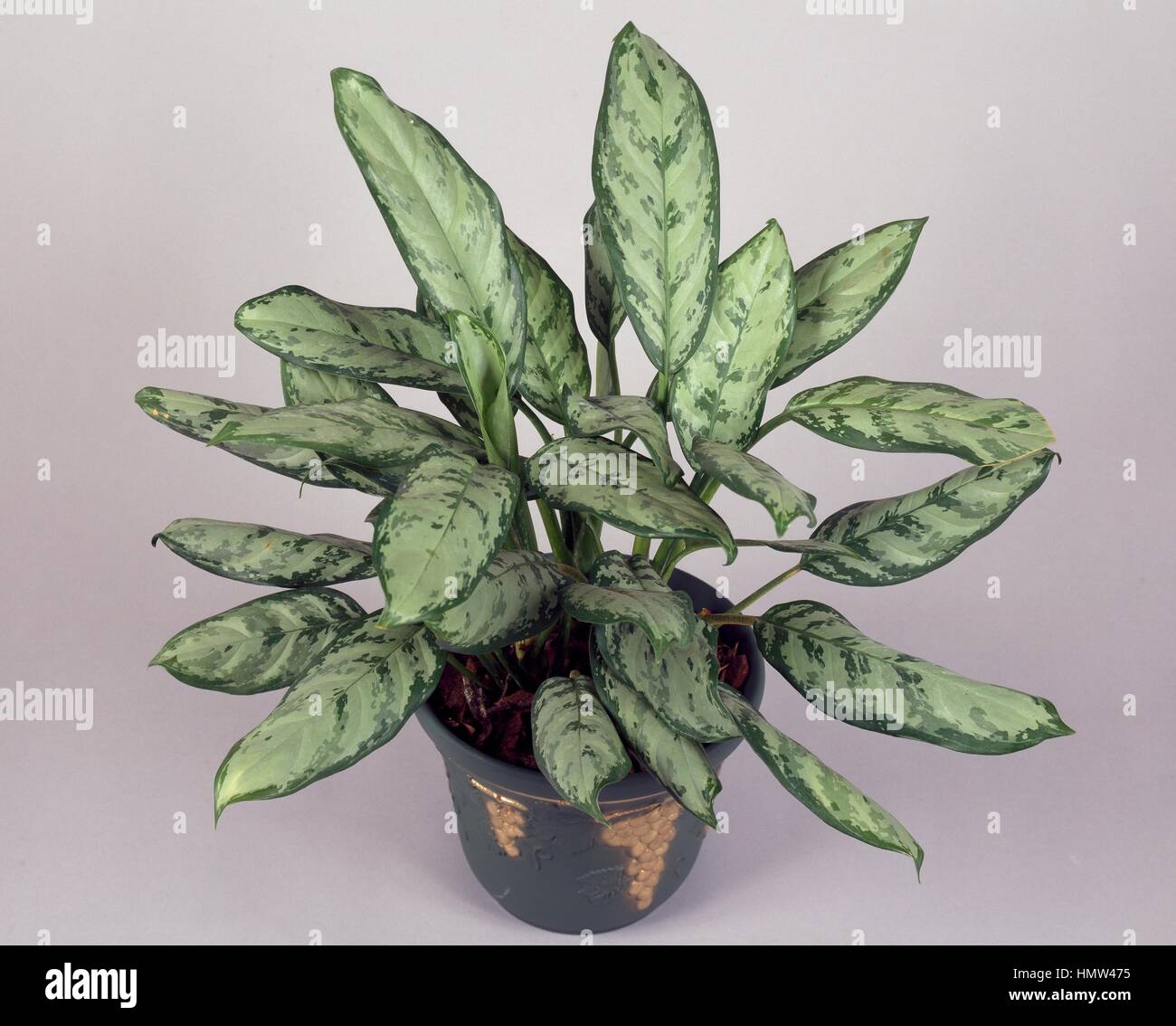 Il cinese sempreverdi (Aglaonema commutatum Silver queen), Araceae. Foto Stock