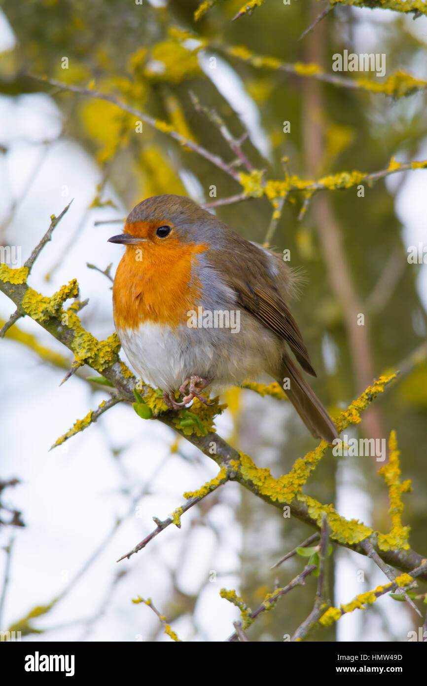 Unione Robin (Erithacus rubecula), noto semplicemente come Robin o Pettirosso Foto Stock