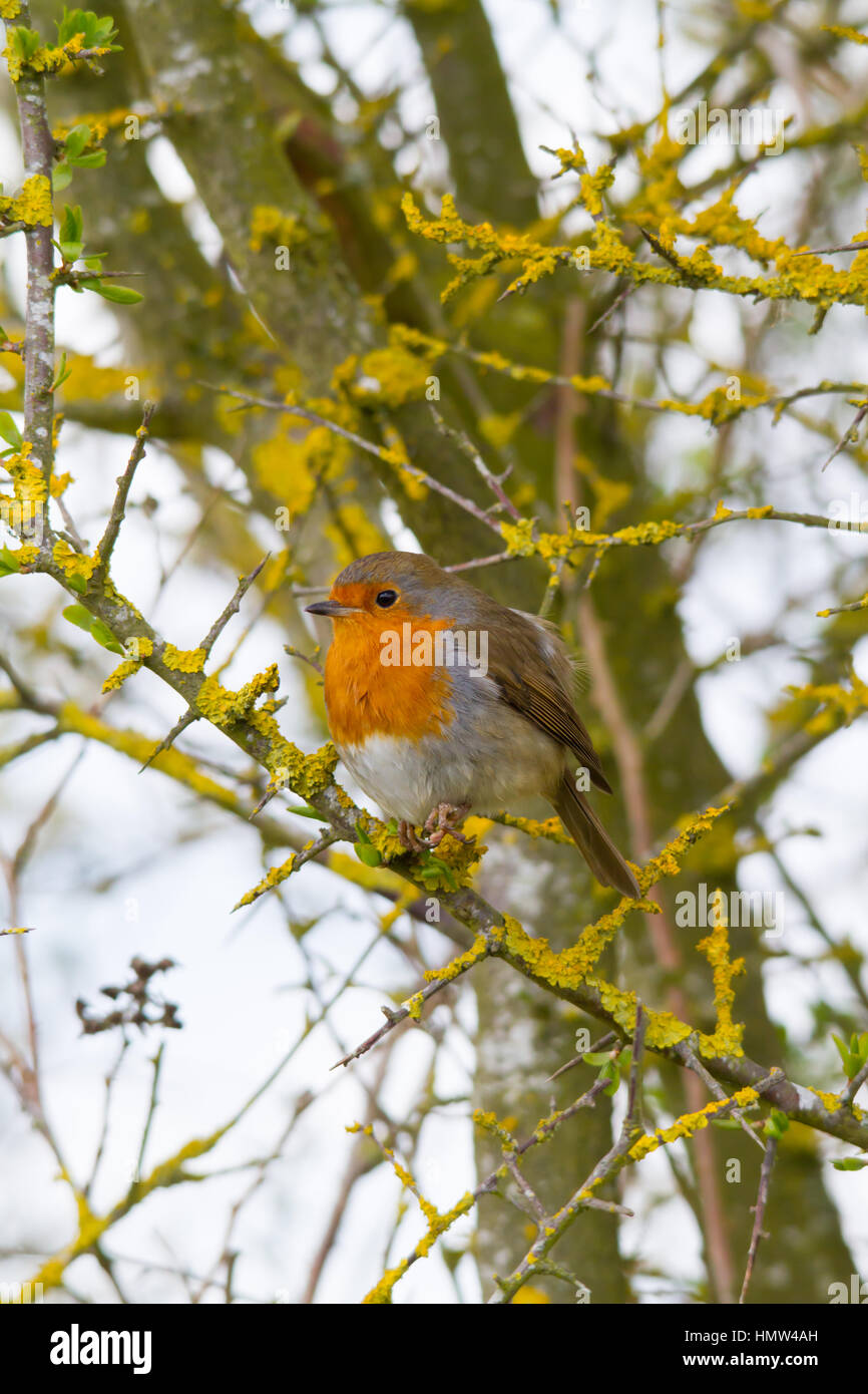 Unione Robin (Erithacus rubecula), noto semplicemente come Robin o Pettirosso Foto Stock