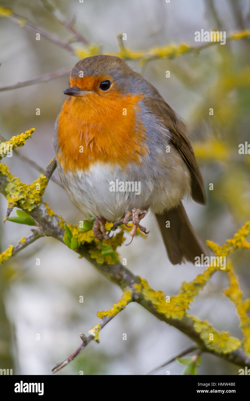 Unione Robin (Erithacus rubecula), noto semplicemente come Robin o Pettirosso Foto Stock